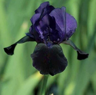 Black Tall Bearded Iris Perennial Flag Garden Seeds