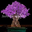 100 Rare Best Tree African Outdoor Beautiful Perennial Pcs Ginkgo Bright Gard...