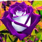 Rose Bonsai Purple with White Red Beautiful Petals Pot for Home 100 Pcs/ Edge...