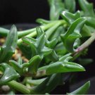 Dolphin Succulent Seeds