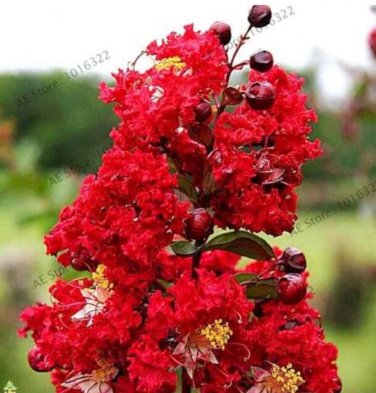 Rape Myrtle Tree Seeds,