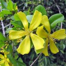 10 seeds Hugonia Mystax - Ceylon Caper - Quality Seeds, Great Results!