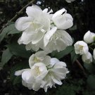 20 seeds Philadelphus Virginalis - Virgin'S Bower - Quality Seeds, Great Results!