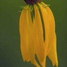 10 seeds Ratibida Pinnata - Gray-Headed Coneflower - Plant Now, Beautiful Flowers Await!