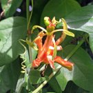 20 seeds Passiflora Herbertiana - Wild Water Lemon - Quality Seeds, Great Results!