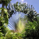 10 seeds Ravenala Madagascariensis - Traveller'S Palm - Plant Now, Beautiful Flowers Await!