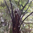 Cyathea Medullaris - Black Tree Fern - 100 Spores - Quality Seeds, Great Results!