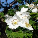 5 seeds Rosa Sericea F. Pteracantha - Quality Seeds, Great Results!