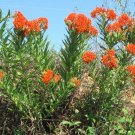 Popular Pick Tithonia Diversifolia Tree Marigold, - Hot Sale Pack of 10 Seeds