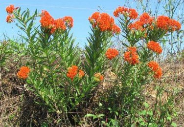 Popular Pick Tithonia Diversifolia Tree Marigold, - Hot Sale Pack of 10 Seeds