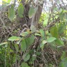 Cestrum Guatemalense Guatemalan Pack of 10 Seeds Cestrum, - Bestselling Premium