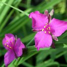 Hot Item Pack of 10 Seeds Duranta Erecta Golden Dewdrop, - Limited Edition