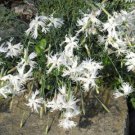 Exclusive Festuca Idahoensis Idaho Pack of 250 Seeds Fescue, - Special Offer