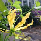 Edition Hedychium Pack of Top Quality 5 Seeds Stenopetalum Narrow-Petal