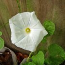 New Arrival Hibiscus Mutabilis Single Cotton Rose, Pack of 25 Seeds (2685)