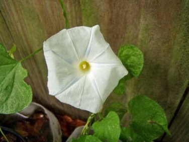 New Arrival Hibiscus Mutabilis Single Cotton Rose, Pack of 25 Seeds (2685)