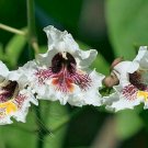 Must Have Pack of 10 Seeds Special Offer Ptychosperma Macarthurii Macarthur