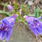 Apocynum Cannabinum Dogbane, - Special Offer Pack of 100 Seeds Fresh Stock