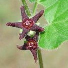 Pack of 10 Seeds New Arrival Clematis Orientalis Oriental Clematis, Highly Rated