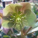 Special Offer Pack of 10 Seeds Hibiscus Moscheutos Honeymoon Light Rose,