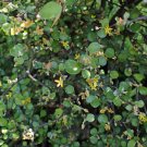 Pack of 10 Seeds Seasonal Favorite Discounted Morus Nigra Black Mulberry,