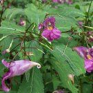 New Arrival Passiflora Pack of 10 Seeds Quadrangularis Giant Granadilla,