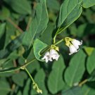 Hot Sale Citrus Trifoliata Flying Dragon, Annual Seeds Partial Pack of