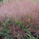 Seller Viburnum Trilobum American Cranberry Bush, Pack of 20 Seeds (4102)