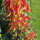 Ziziphus Mauritiana Jujube, - New Fresh Stock Arrival Pack of 10 Seeds