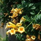 Rare Find Musa Thomsonii Thomson'S Pack of 20 Seeds Banana, - Top Quality