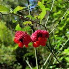 Collector's Choice US Local Best Seller Pack of 100 Seeds Rosa Arkansas