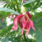 Best Seller Passiflora Pack of New Arrival 79 Seeds Antioquiensis Red Banana