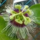 Imported Best Seller Capsicum Chinense Must Have × Frutescens Ghost