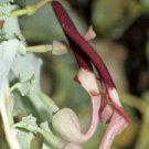 Highly Rated Grown in USA Limited Edition Asclepias Asperula Antelope Horns