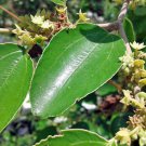 Highly Rated Pack of 5 Seeds Exclusive Magnolia Officinalis Houpo Magnolia,