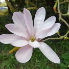 US Local Exclusive Bestselling Clematis Popular Pick Orientalis Oriental