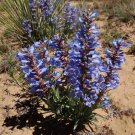 Highly Rated Pack of 50 Seeds Dodonaea Viscosa Sticky Hop Bush, - Limited