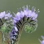 Highly Rated Exclusive Gunnera Insignis Giant Rhubarb, Pack of 50 Seeds (2592)