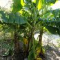 Pack of 5 Seeds Asclepias Perennis Aquatic Milkweed, - Special Offer Best