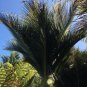 Sent From US Premium Discounted Pack Limited Edition of 5 Seeds Caesalpinia