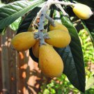 Pack of 5 Seeds Premium Cestrum Diurnum Day Jessamine, Fresh Stock