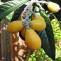 Pack of 5 Seeds Premium Cestrum Diurnum Day Jessamine, Fresh Stock