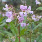 of 10 Seeds Grown in Best Seller USA Discounted Diospyros Lotus Date-Plum,