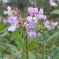 of 10 Seeds Grown in Best Seller USA Discounted Diospyros Lotus Date-Plum,