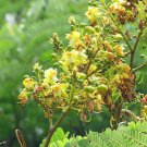 Pack of 20 Seeds New Popular Pick Arrival Holcus Lanatus Velvet Grass,
