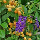 Pack of 20 Seeds Special New Arrival Offer Aristolochia Indica Indian