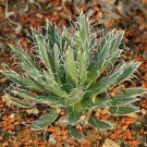 Top Quality Bouteloua Curtipendula Sideoats Pack of 20 Seeds Grama, - Premium