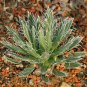 Top Quality Bouteloua Curtipendula Sideoats Pack of 20 Seeds Grama, - Premium
