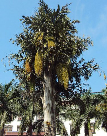 Sent From US Bestselling Top New Arrival Quality Cordyline Australis Purpurea