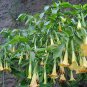 Imported Limited Edition Duranta Erecta Golden Fresh Stock Dewdrop, - Pack